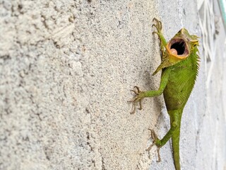 green tree frog