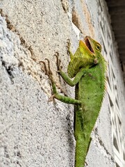 lizard on the tree