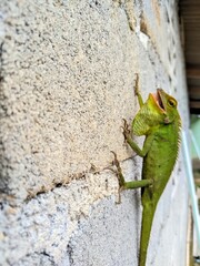 lizard on a tree