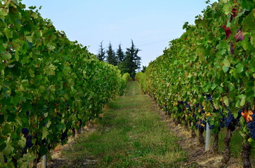 the land of wine, Langhe Piedmont Italy