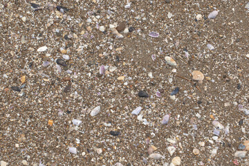 beach with sand and shells, footprints in the sand
