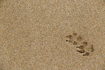 beach with sand and shells, footprints in the sand