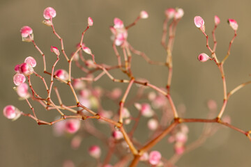 small pink flowers on a light background.