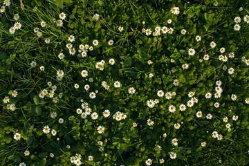 Aerial View of Small Daisies Growing on Grassland - High Definition Top-Down Perspective Photography