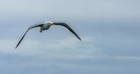 Black headed gull flying high iin the blue sky