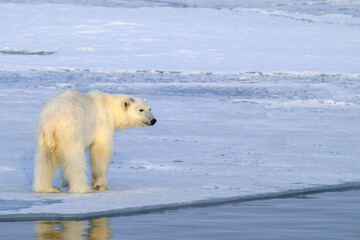 Polar Bear in Svalbard Above the Arctic Circle