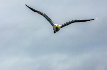 Black headed gull flying high iin the blue sky