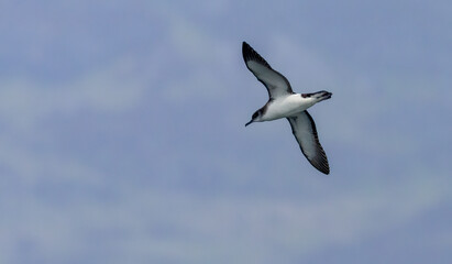 Manx Shearwater sea bird soaring above the ocean