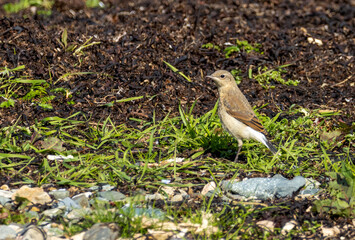 Female wheatear foraging amongst the dry seaweed at the side of the water
