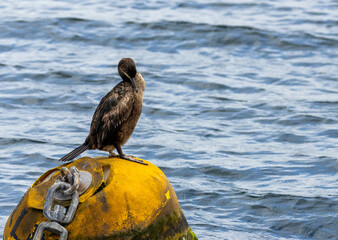 Juvenile cormorant grooming itself standing on a large yellow buoy in the sea