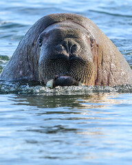A Walrus in Svalbard Above the Arctic Circle