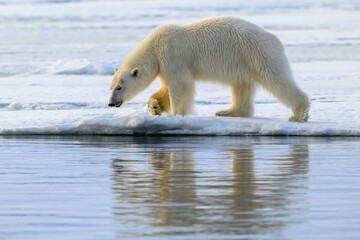 Polar Bear in Svalbard Above the Arctic Circle