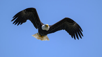 A Bald Eagle in Flight in Washington State USA