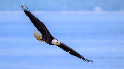 A Bald Eagle in Flight in Washington State USA