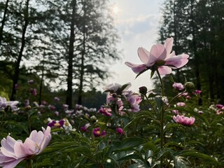 Wild Peonies in Forest