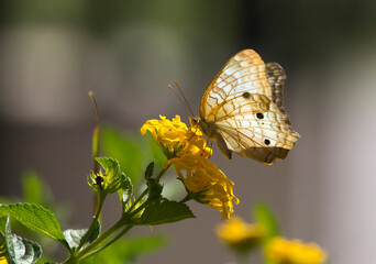 Butterfly feeding on a yellow flower