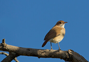 Horned woodpecker perching on tree branch