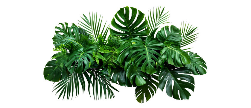 Un arbusto de hojas tropicales como monstera, palmeras y helechos en un arreglo floral de follaje natural aislado en un fondo blanco con un camino de recorte, 8k