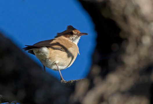 Natural subframe for a nesting bird