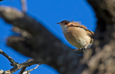 Natural subframe for a nesting bird
