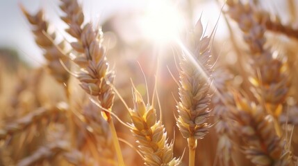 Close up view of wheat spikes on stems