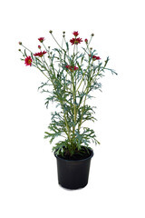 Marguerite Daisy in flowerpot isolated on white background