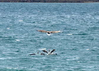 White tailed sea eagles on the hunt for prey over a group of greylag geese swimming on the loch on the Isle of Mull