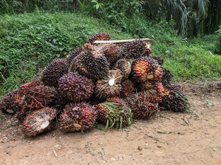 oil Palm fruit after harvest in Kalimantan people's plantations