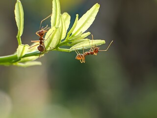 Weaver ants or Oecophylla walking under leaves