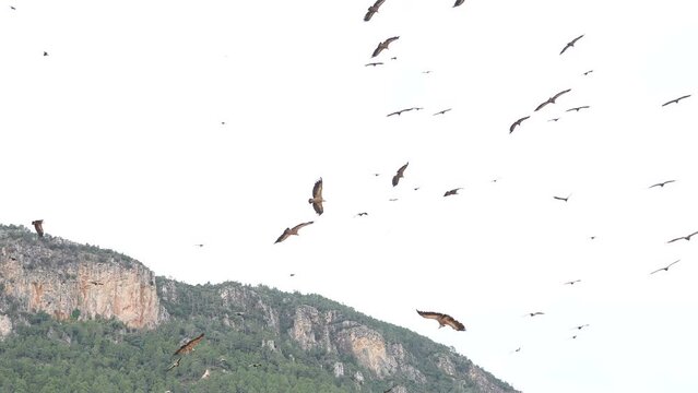 A flock of birds flying in the sky above a mountain. The birds are in various positions and sizes, and they appear to be flying in different directions. Concept of freedom and movement