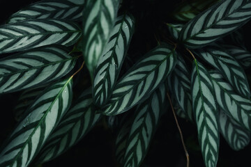 Dark green leaf texture in the forest, nature background