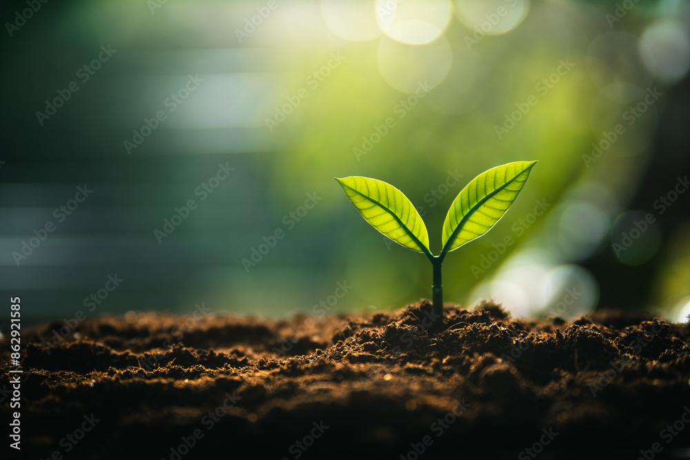 Canvas Prints eco concept,perfect young tree on the ground with natural light and green background.