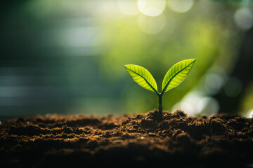 Eco concept,Perfect young tree on the ground with natural light and green background.