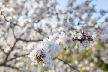 Spring Giving Life To White Petals