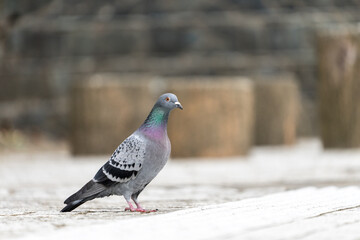 凛と立つ鳩