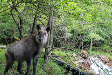 山に現るカモシカ