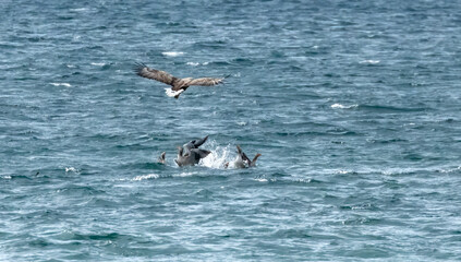 Fototapeta premium White tailed sea eagles on the hunt for prey over a group of greylag geese swimming on the loch on the Isle of Mull
