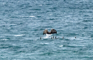 Fototapeta premium White tailed sea eagles on the hunt for prey over a group of greylag geese swimming on the loch on the Isle of Mull
