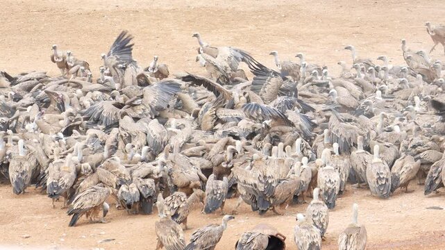 A flock of birds are gathered in a field, with some of them flying in the air. The birds are of different sizes and colors, and they seem to be in a state of chaos