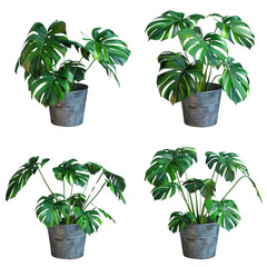 Obraz premium Four potted plants with green leaves in a row