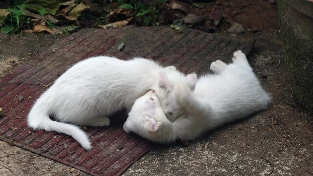 Two white kittens playing outside