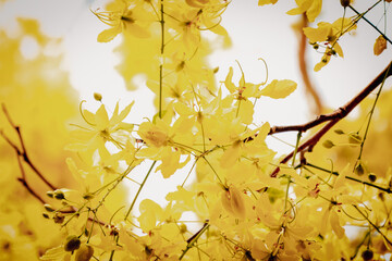 Obraz premium Small Yellow Flower or Cassia fistula flower