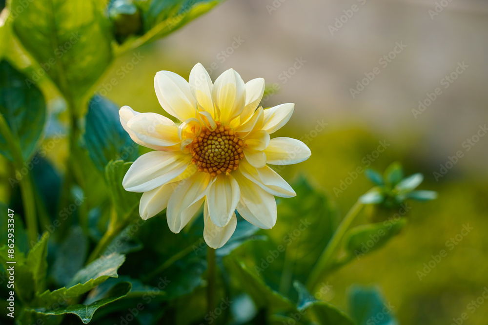 Wall mural a single pale yellow dahlia growing outdoors.