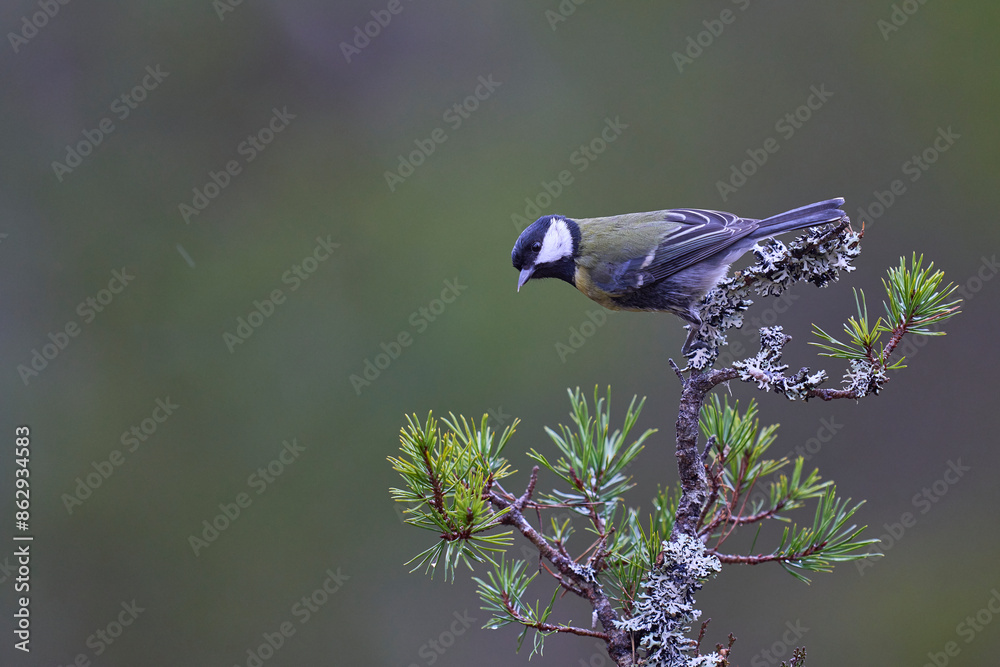 Wall mural Great Tit (Parus major) perched on a branch in the highlands of Scotland      