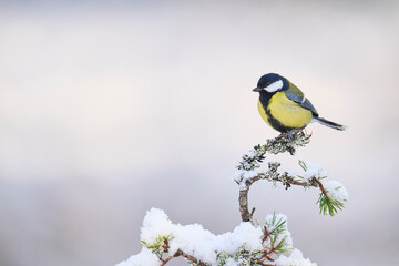 Great Tit (Parus major) perched on a branch in the highlands of Scotland      