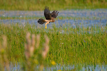 Northern Harrier flying over the marsh