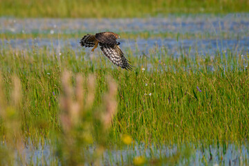 Northern Harrier flying over the marsh