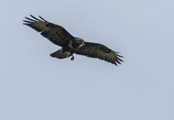 Buzzard in flight with its prey, a small shrew