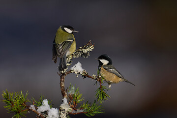 Great Tit (Parus major)  and Coal Tit (Periparus ater) share a branch in the highlands of Scotland © JeremyRichards