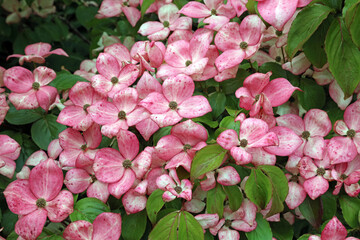 Macro image of pink Kousa Dogwood flowers, North Yorkshire England
